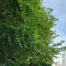 수리산 임도오거리 화장실 | 수리산 산행/대야미~무성봉~임도5거리~슬기봉~바람재~장상동 9Km