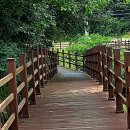 평지못(1) 이미지