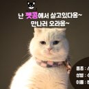 펫콩 네이버블로그