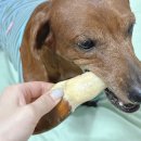 (주)펫투개더 이미지