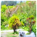 스위트몽 이미지