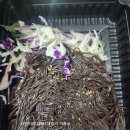 족발로일등하는집 이미지