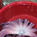 김밥천국 묵호점 이미지