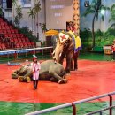 점보빌리지 이미지