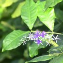 레아 - 안산시 상록구 본삼로 49 | 레아