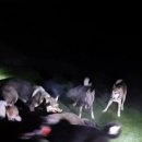 똥강새이 이미지