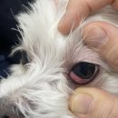 ACE동물병원 이미지