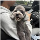 오키독키 이미지