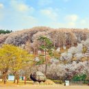 시민의숲산책로1-11 이미지