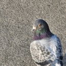 숭례문 광학 이미지