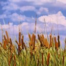 부들공원 이미지