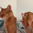 쓰담쓰담 이미지