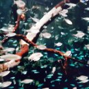 STADEN | 스웨덴 (15) 세계 문화 유산의 이야기 - ⑥