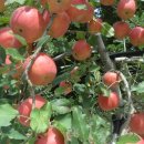 김진득 농장 이미지