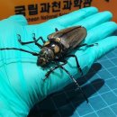 하늘소 이미지