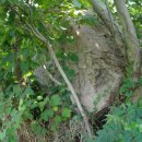 완도 고금도 지석묘군 이미지