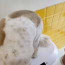 멍멍이 미용실 이미지