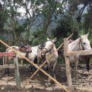 코코농장 2 이미지