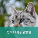 만덕24시 동물병원 네이버블로그