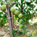 단일농장 이미지