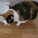 구피동물병원 이미지