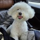 애견운동공원(3~10월) | 속초 애견동반 산책 영랑호 습지생태공원, 반려견 놀이터까지 있는 산책코스