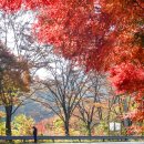 지리산 단풍비 | 남원 가볼만한곳 지리산 뱀사골 계곡, 가을 단풍 명소 여행지 구경하기
