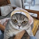 이브링 | 대구 강아지케이크 고양이케이크 달서구 강아지케이크 - 이브링