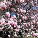 목련민박 이미지