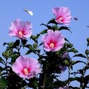 장용수