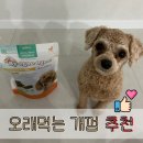 오래먹는개껌 양치 싫어하는 강아지 입냄새제거 구강유산균 들어간 츄가드프로미니 후기