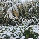 It snows fantastically 이미지