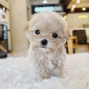 코코독(cocodog) 이미지