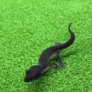 더렙컴퍼니
