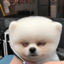 멍멍이미용실 이미지