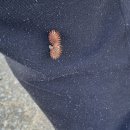 도깨비풀 이미지