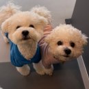 개린이집 | 대형견 강아지 호텔, 아무 데나 맡기면 안 되는 이유 | 청라 주주개린이집 운영 노하우