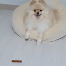 굿플러스덴탈 이미지