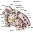 심장의 구조와 기능 - 좌심실,, 좌심방, 우심실. 우심방 이미지