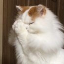 (주)스크린야구왕 | [을지로3가술집]레코드피자-대형스크린 완비 야구 중계보기 좋았던 스포츠펍