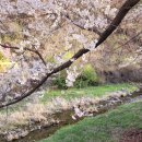 시냇물공원 | 가평 에덴벚꽃길 축제 벚꽃 터널 속 시냇물 소리까지, 아기랑 유모차 나들이 후기