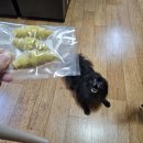 야미야미(Yummy Yummy) | [아이디어스]강아지 수제간식&#34;야미야미(Yummy Yummy)&#34;내돈내산 솔직후기