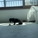 프로지스 | [안스펫] 영국 강아지유산균 요거트 프로지스 얼마나 맛있는거야?