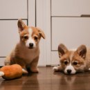 한림동물병원 이미지