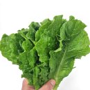 개량농장 | 사계절청년농부 로메인 상추, 농장 직송으로 싱싱하게!