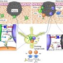 Re:Anti-PD-1 and Anti-CTLA-4 Therapies in Cancer: Mechanisms of Action, Eff 이미지