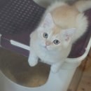 고양이분양은 노블캣 랙돌놀숲분양캐터리 대전점 이미지