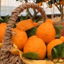 우연농장 이미지