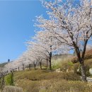 삼선산수목원 벚나무 이미지