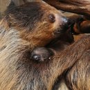 나무늘보 이미지